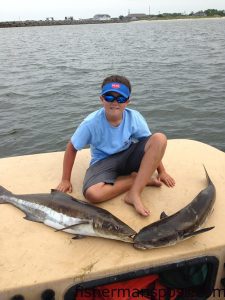 Jack Simons, of Washington, NC, with a pair of cobia that stuck cut baits on the bottom in the Pamlico Sound near Cedar Island.