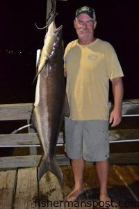 Frank Cole with a 71 lb. cobia that bit a menahden while he was surf fishing at Kill Devil Hills. Weighed in at TW's Tackle.