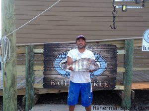 Eric Freeman, of Jacksonville, NC, with a 10.02 lb. sheepshead that bit a sea urchin near the Morehead port wall. Weighed in at Chasin' Tails Outdoors.