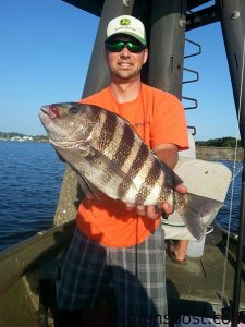 Will Harrrington, of Albermarle, NC, with a fat sheepshead he hooked on a live fiddler crab at some structure in the Cape Fear River near Southport.