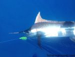 Donna Gurganus relased this blue marlin while trolling out of Carolina Beach with Bruce Martin near the Same Ol' Hole. The blue fell for a Lil' Stubby chugger and was battled on a Penn 6/0.