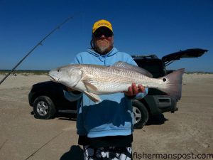 Vick Radford with a 30" red drum he caught and released in the surf at Fort Fisher after it inhaled a piece of salted mullet.