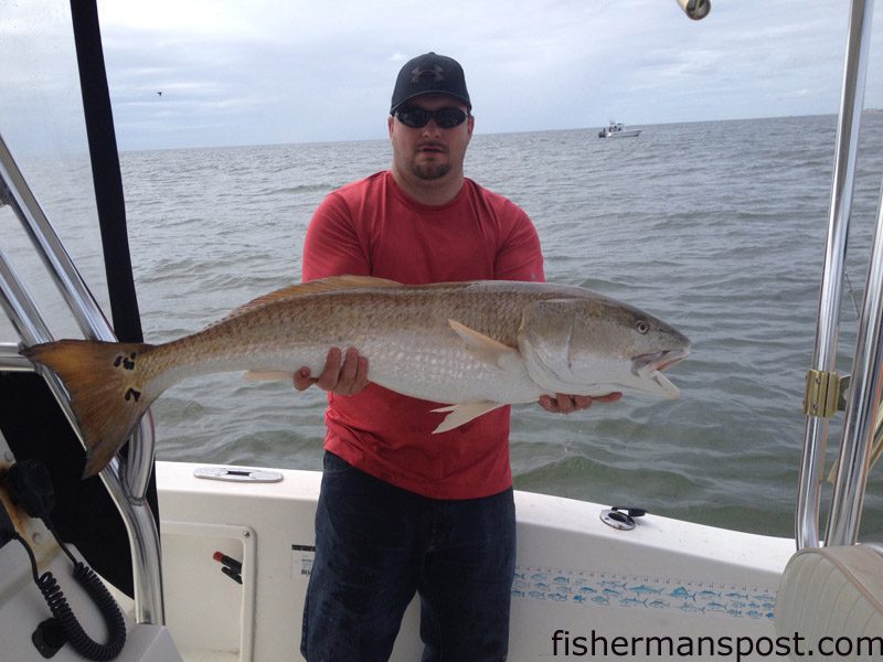 Frank Harrelson, Jr., of Charlotte, NC, with a citation red drum that struck cut menhaden just off Holden Beach while he was fishing with Capt. Kevin Sneed of Rigged and Ready Charters.