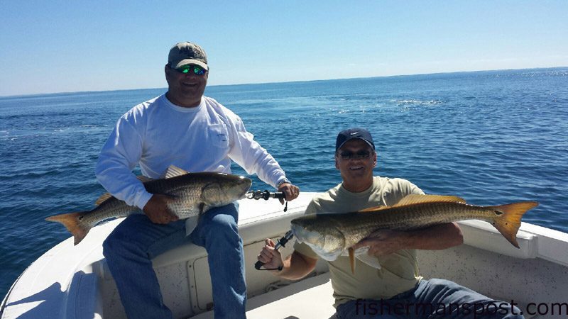 Rick Haug and Tommy McGhee with a pair of well over-slot red drum they hooked on topwater plugs while fishing off Cape Lookout with Capt. Chris Kimrey of Mount Maker Charters.