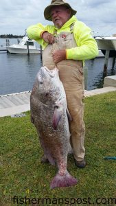 Roger Brown with an 82 lb. black drum that bit a Billy Bay Halo Shrimp he was casting off Bogue Inlet Pier. Weighed in at Dudley's Marina.