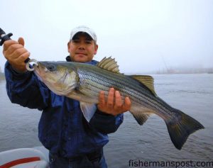 Jeff Arita, of Leland, NC, with a striped bass that struck a Rapala Shad Rap while he was fishing the Cape Fear River near downtown Wilmington with Bob Rainey.