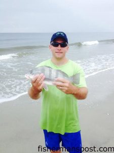 Jordan Alvis, of Louisa, VA, with a 15" black drum that struck shrimp in the Holden Beach surf.