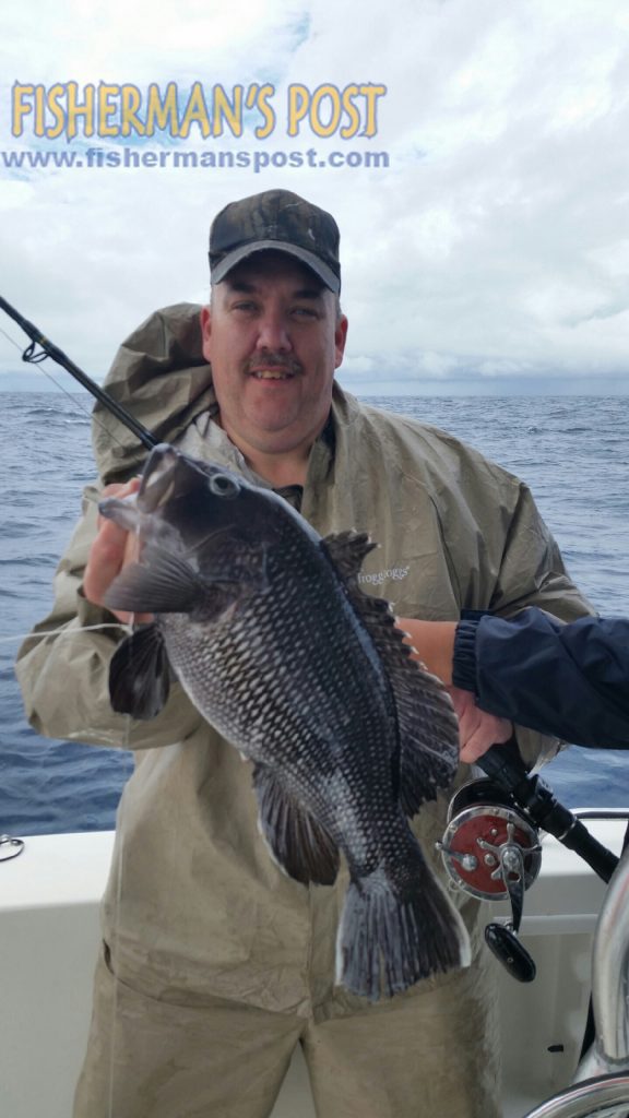 James Wood, of Greensboro, with a fat black sea bass he hooked while bottom fishing in 90' of water off Holden Beach with Capt. Kevin Sneed of Rigged and Ready Charters.