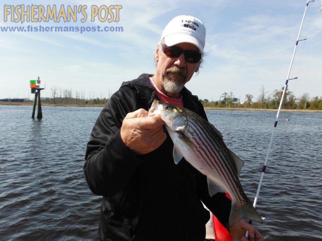 Dale Lieb with a striped bass that he hooked in the Cape Fear River near the battleship USS North Carolina while fishing with Bob Rainey.