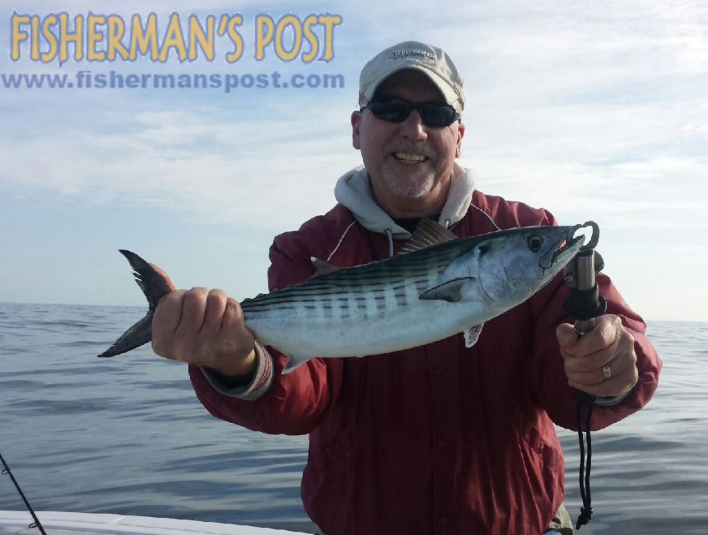 Tim Gower, of Wake Forest, NC, with an Atlantic bonito he hooked while sight-casting to mixed schools of bonito and false albacore in 65' of water on the east side of Cape Lookout. He was fishing with Capt. Chris Kimrey of Mount Maker Charters.