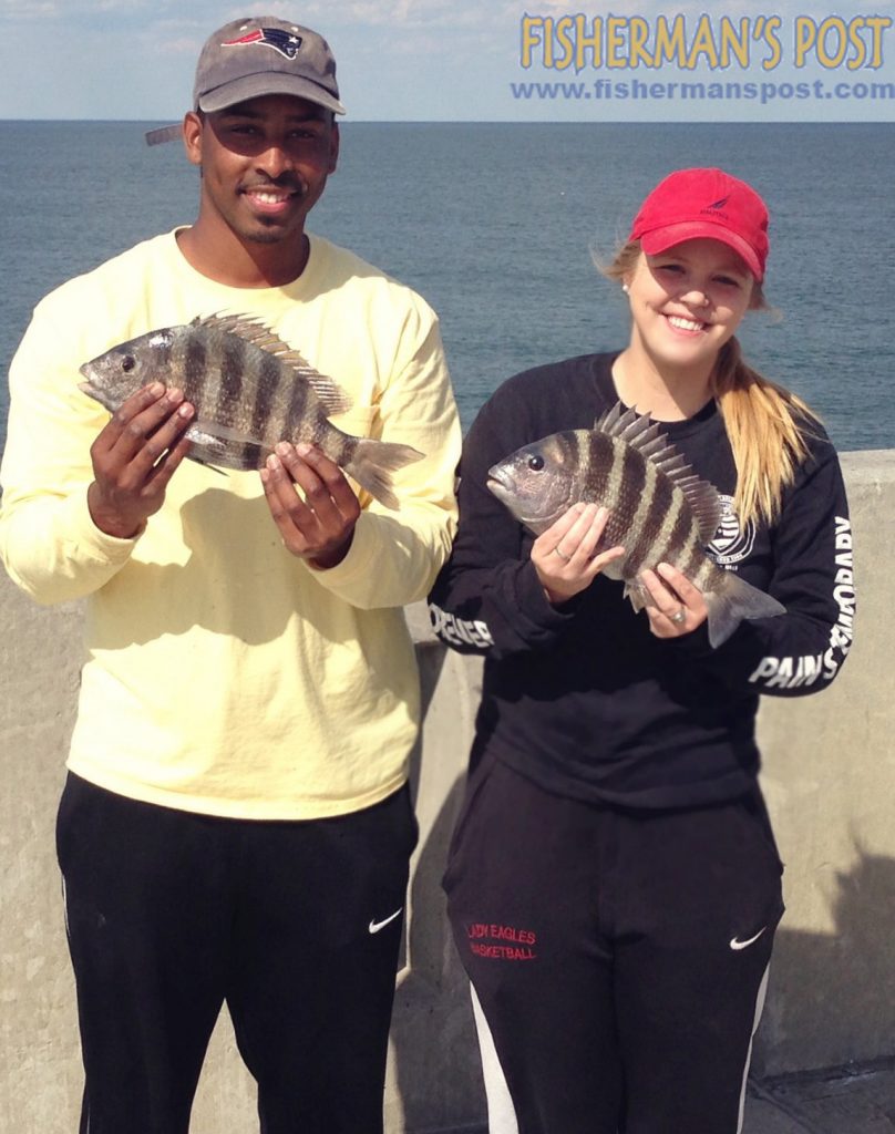 Ron Jones Ashley Altman with a pair of sheepshead that bit fiddler crabs while they were fishing from Johnnie Mercer's Pier.