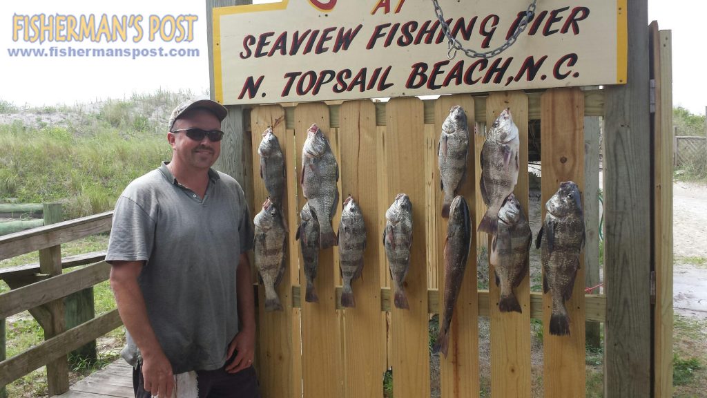 Lee Buie, of Rocky Point, NC, with a limit of red and black drum he hooked while fishing float-rigged live shrimp around the pilings of Seaview Pier.