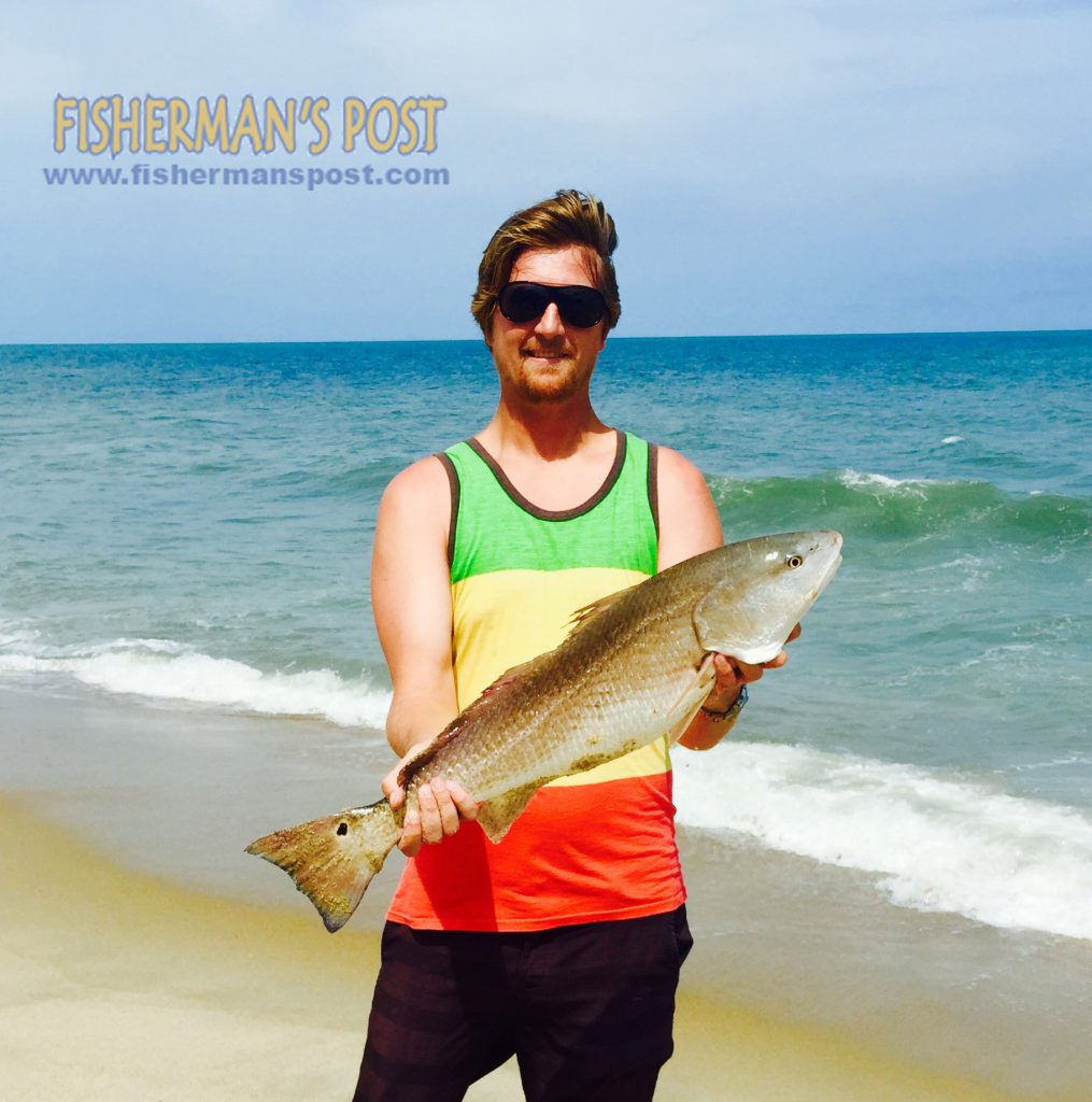 Scott Strickland with a 30" red drum he caught and released in the Fort Fisher surf after it struck a chunk of pinfish.