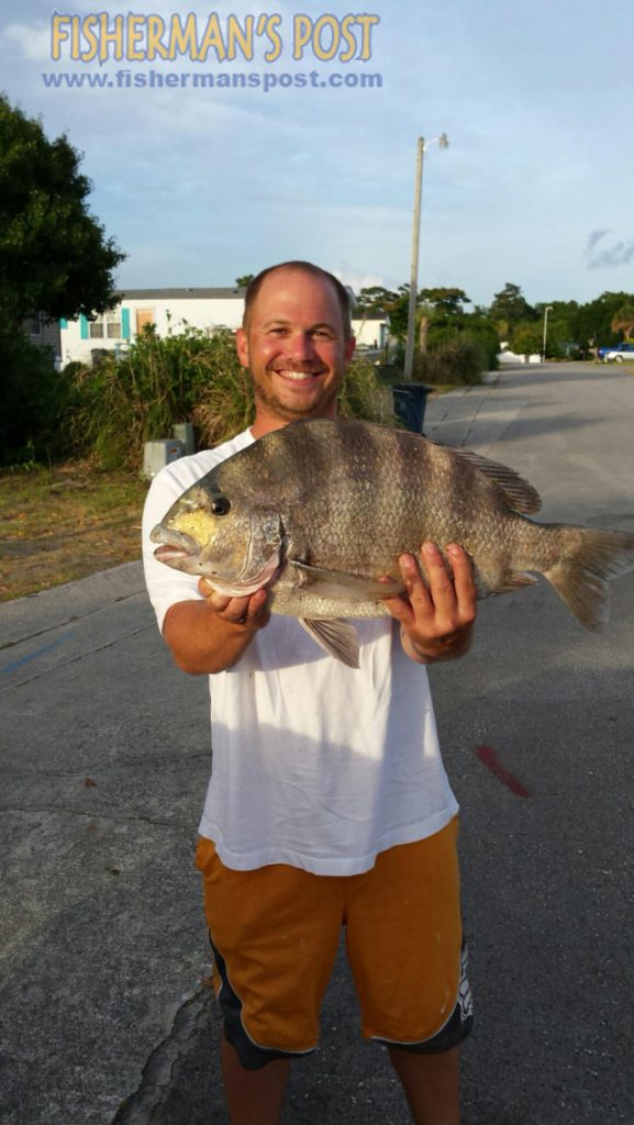 Blake Sutton, of Emerald Isle, with a 9.5 lb. sheepshead he hooked from a local dock after it struck a live sea urchin.