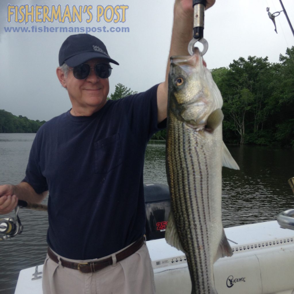 A June topwater striped bass that struck a popper on the Roanoke River while the angler was fishing with Capt. Mitch Blake of FishIBX.com.