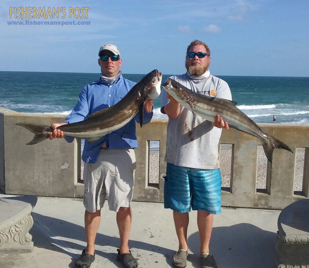 Aaron Collier and Grayson Shallo with a doubleheader of cobia they hooked while casting bucktail jigs near a leatherback turtle off the end of Johnnie Mercer's Pier.