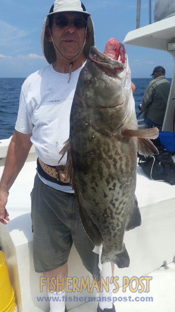 Hank Isherwood with a 12 lb. gag grouper that he landed while bottom fishing in 100' of water off Wrightsville Beach with Capt. Dave Gardner on the "Vonda Kay." A live pinfish fooled the grouper.