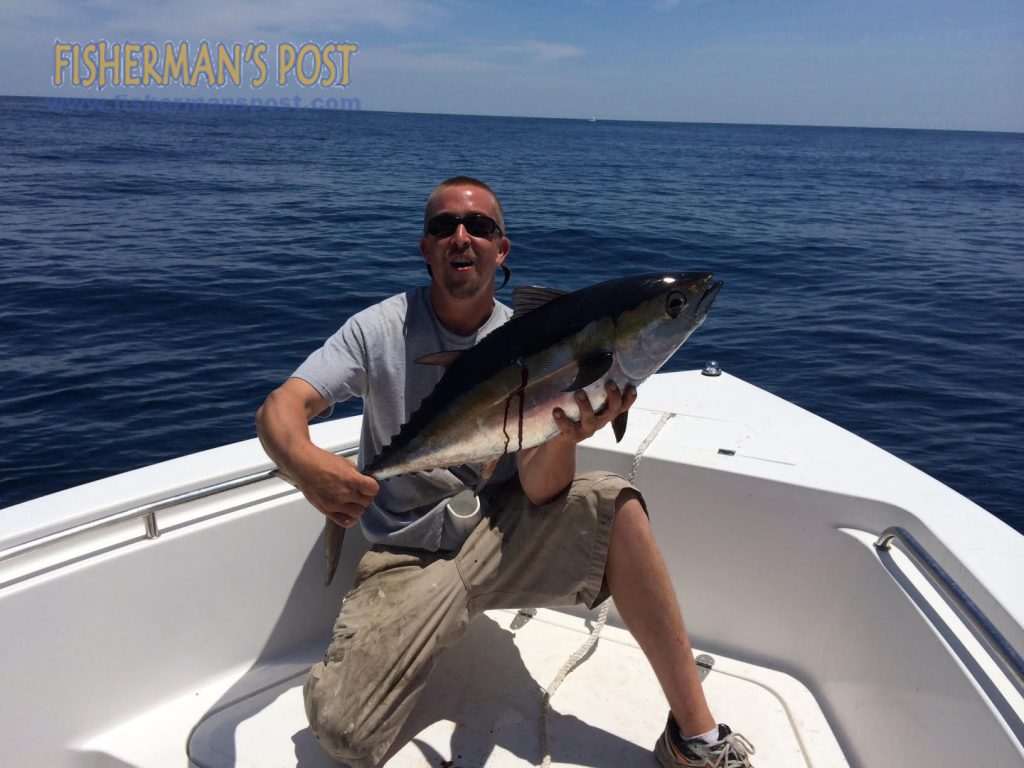 Brandon Young with a blackfin tuna that bit a live cigar minnow he was slow-trolling around a ledge in 105' of water off New River Inlet.