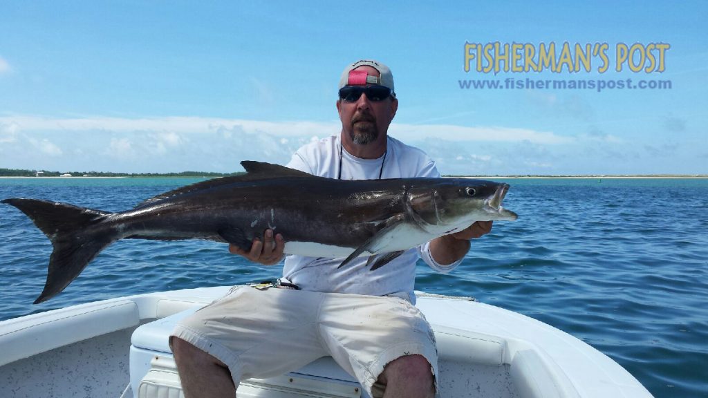 Joe Hill with a cobia that struck a live menhaden near Cape Lookout while he was fishing with Capt. Chris Kimrey of Mount Maker Charters.