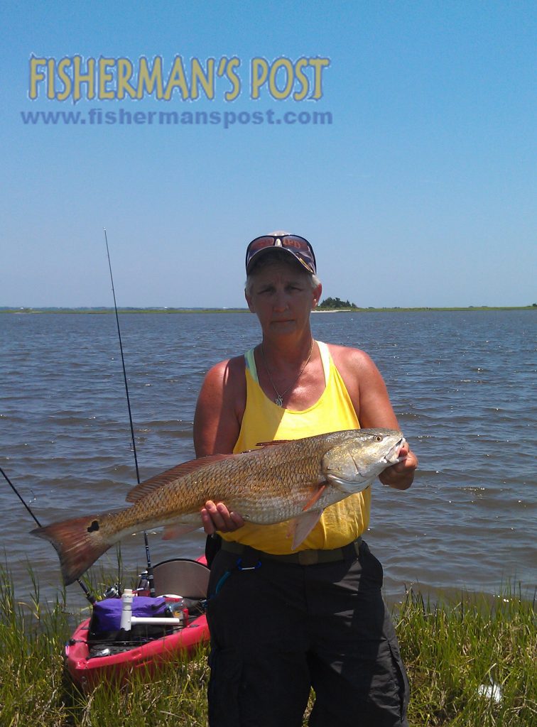 Teresa McCullough, of Rocky Mount, NC, with a 27" red drum she landed after it struck a white Gulp bait in a Bogue Sound marsh.