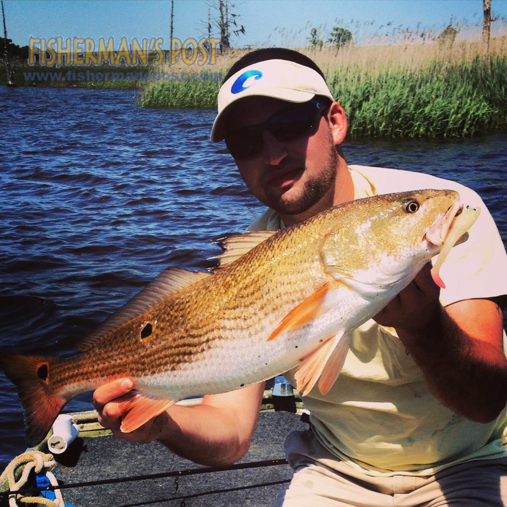 Weston Russell, of Belville, NC, with a 26.75" red drum that struck a soft plastic swimbait in the Cape Fear River near Snow's Cut.