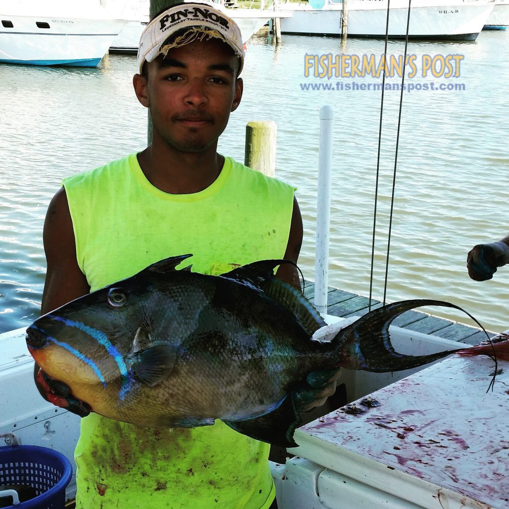 Eric Fowler with a queen triggerfish that he hooked while fishing some bottom structure off New River Inlet with Capt. Joe Hifko of Rough and Ready Charters.