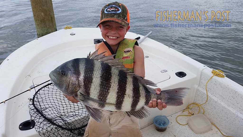 Landen Long, of Summerfield, NC, with an 8 lb., 12 oz. sheepshead he hooked on a live sea urchin while fishing the ICW near Emerald Isle with his father.