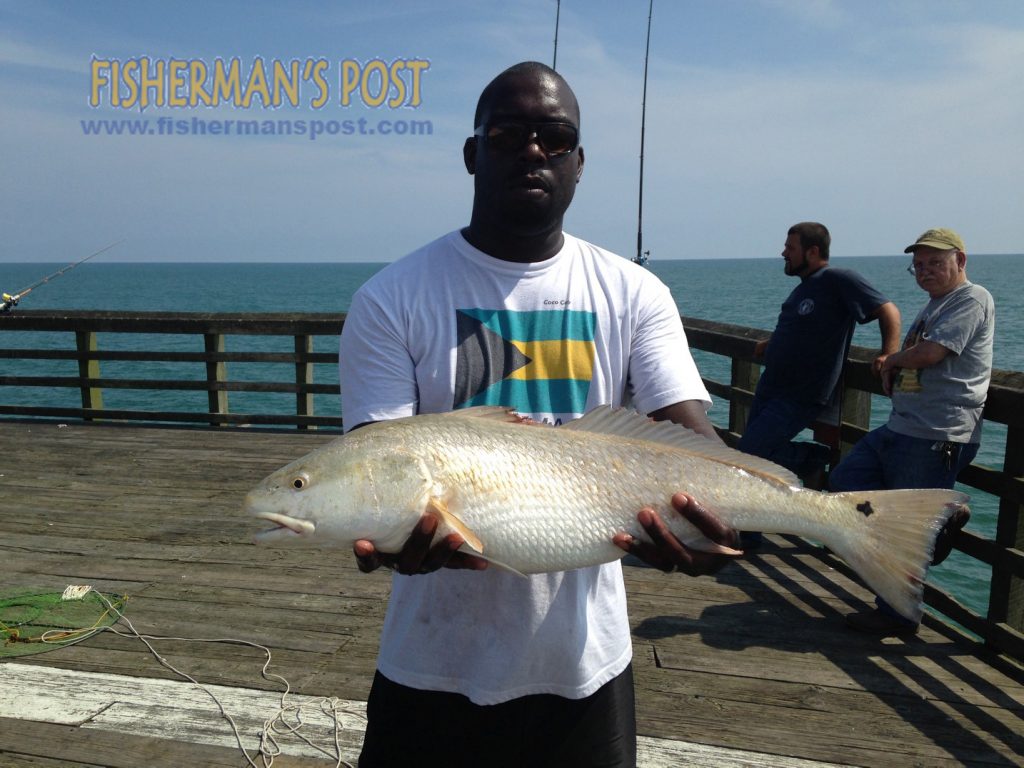 Carl Banks with a red drum that fell for a Carolina-rigged finger mullet while he was fishing from Surf City Pier.