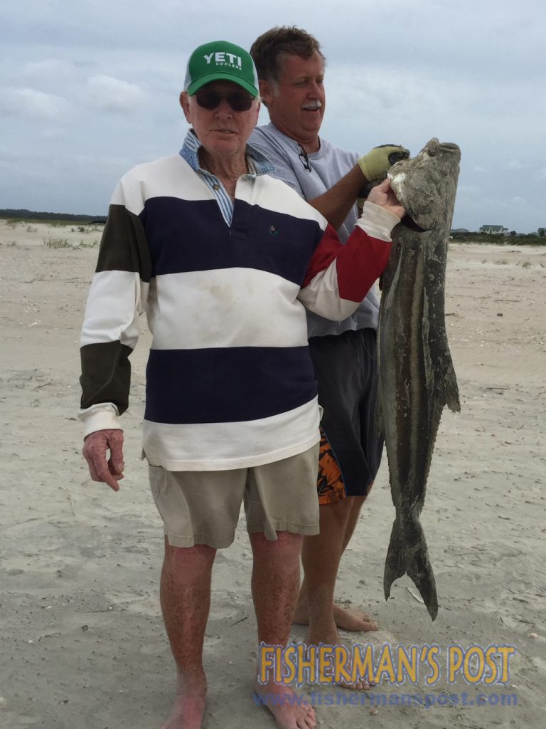 Bob King, of Kings Mountain, NC, with a 45" cobia he landed while surf fishing for flounder at the west point of Oak Island. A live finger mullet fooled the cobe.