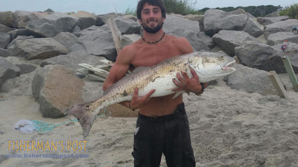 Chris Natale with a 43" red drum that attacked a pinfish head while he was shark fishing at Fort Fisher.