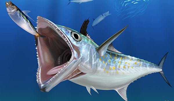 Spanish Mackerel – Featured image